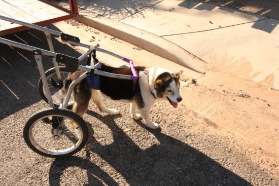 Fletch in a dog wheelchair constructed from a baby jogger.
