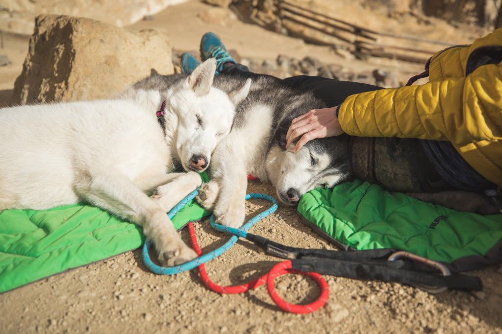 Two huskies on climbing-inspired knot-a-leashes snuggling up at the crag.