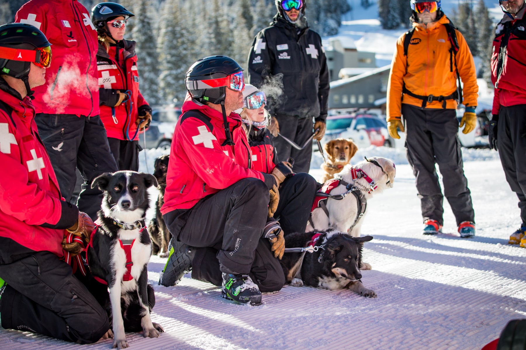 Patrollers with avalanche dogs at Mt Bachelor lined up for practice.