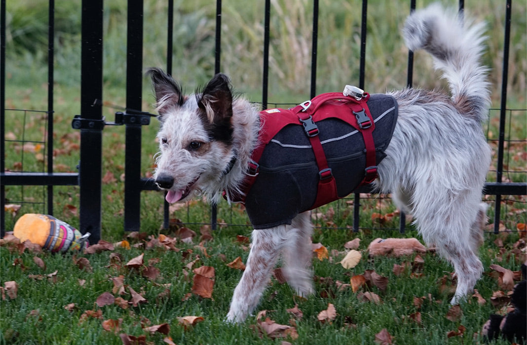 Juno in cloud chaser jacket with flagline harness over playing outside.