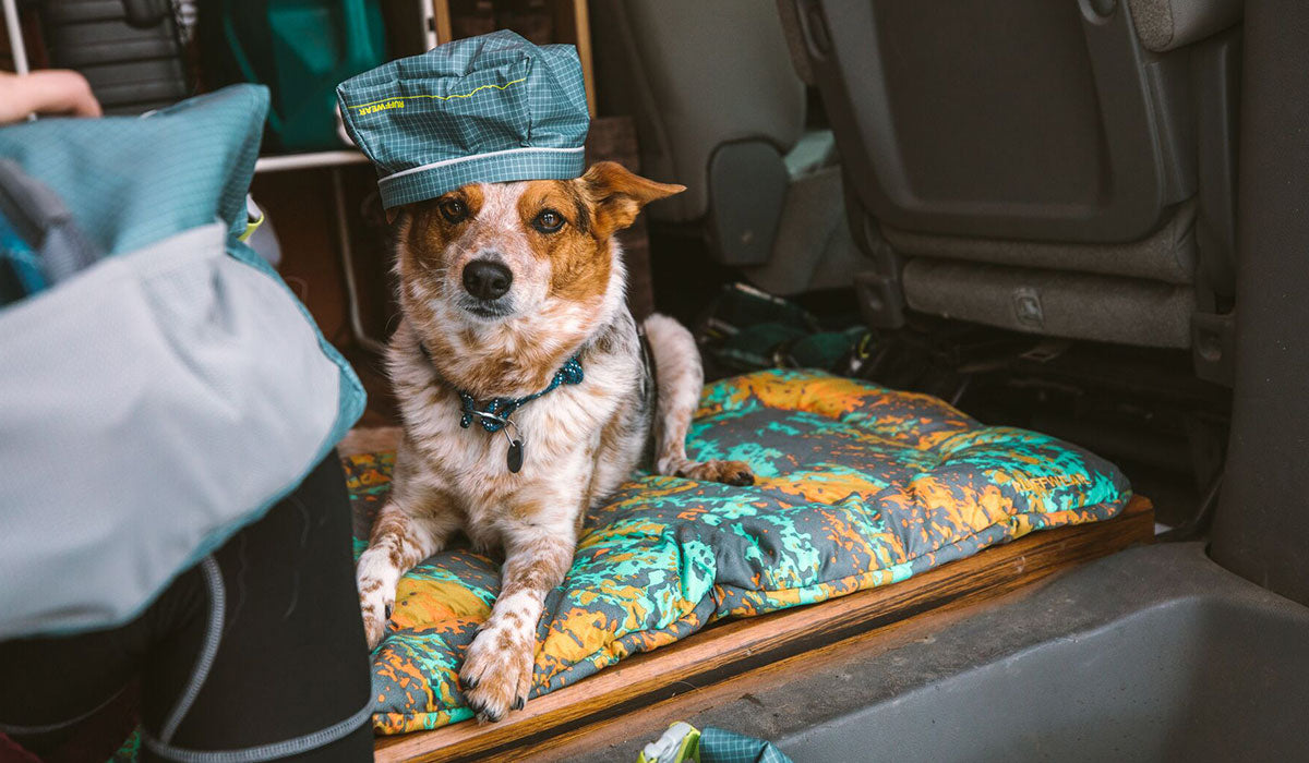 A dog sits in a van with a bowl on his head. He is wearing a Knot-A-Collar.