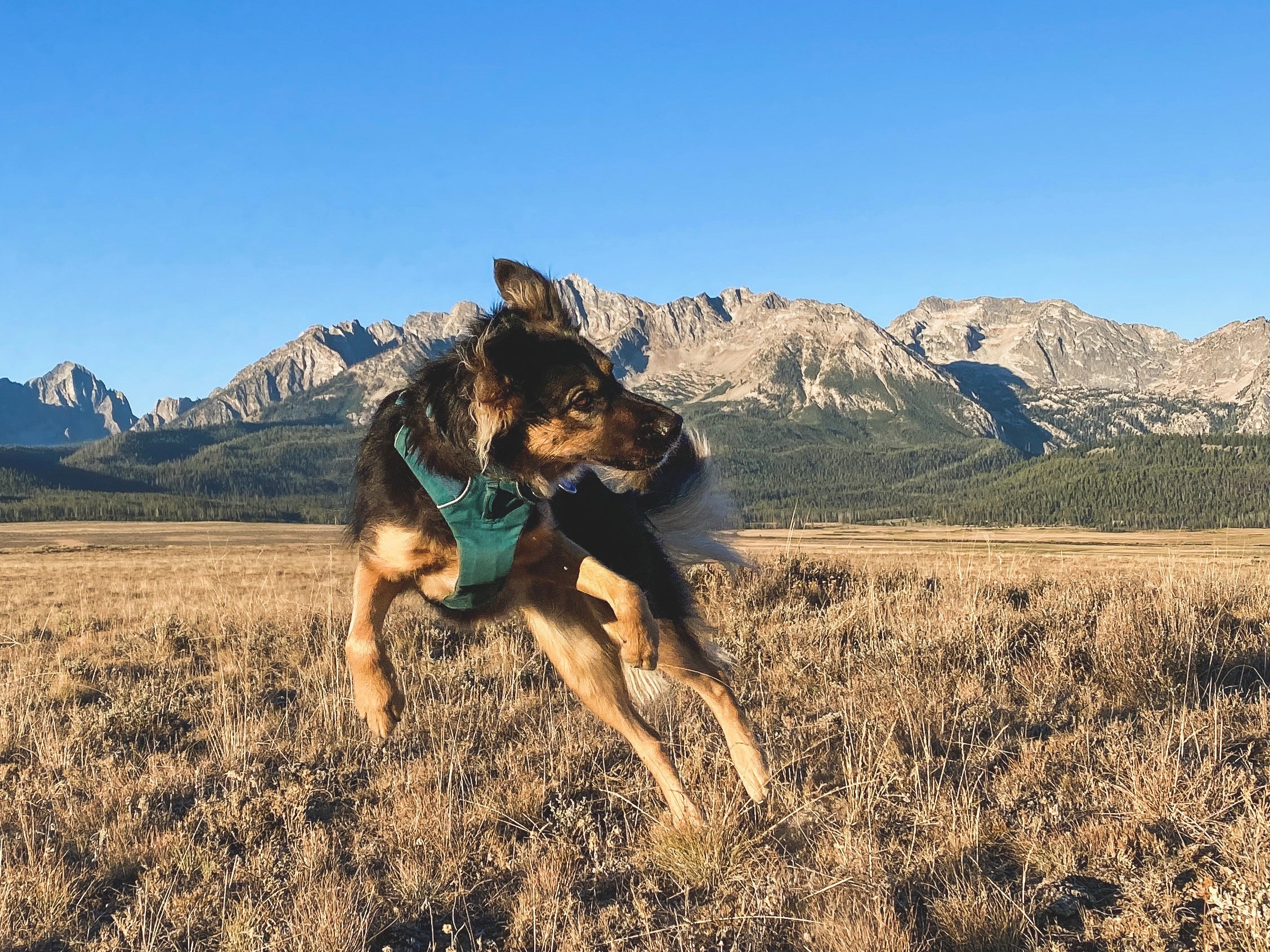 dog jumping up in front of mountains