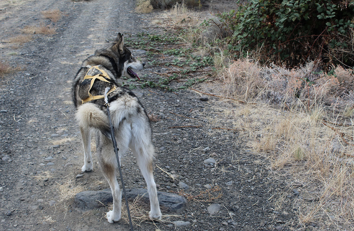 Leo stands in his harness, ready for his bikejoring instructions.