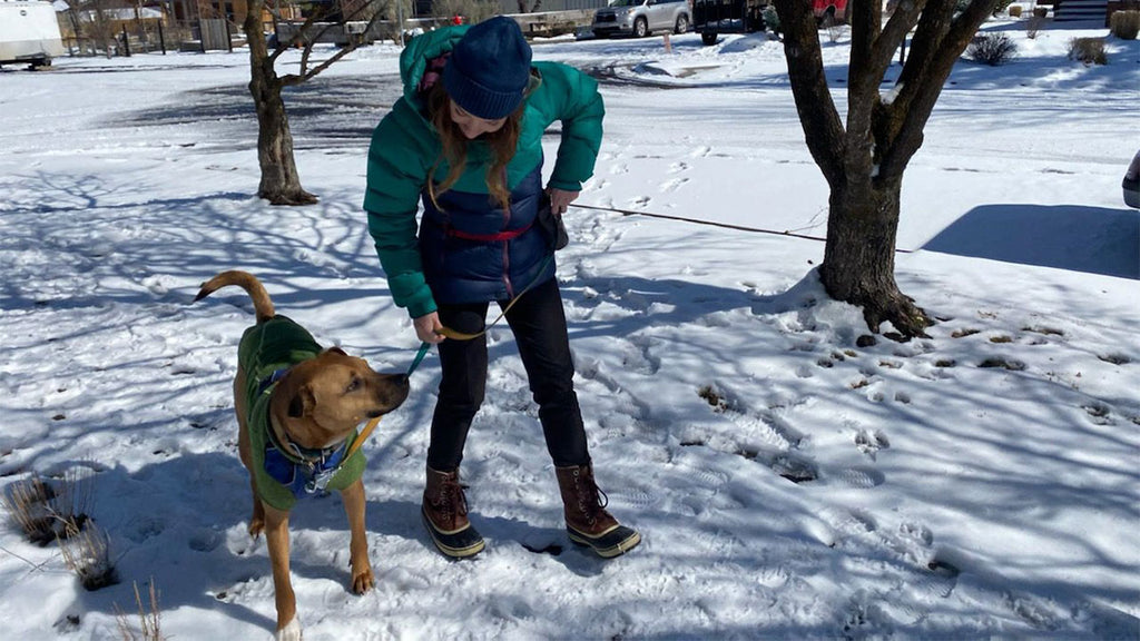 Bernie practices Heel, Jog, Run (Slow, Wait) outside in the snow. 