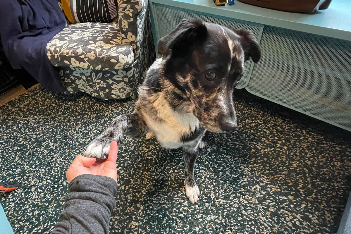 Lola, an australian shepherd mix, offers her poor and a sweet side eye in exchange for a treat.