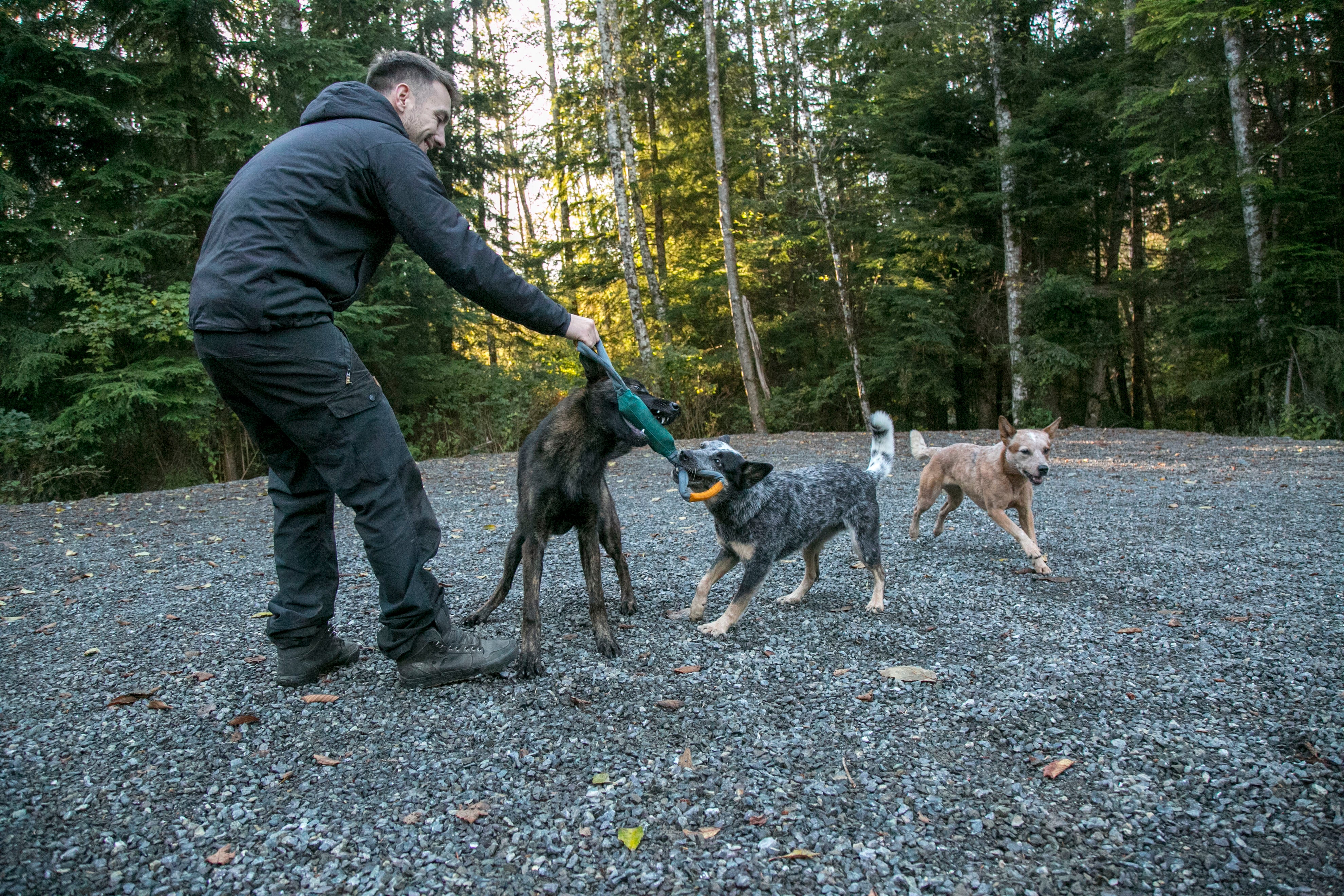 Man and three dogs play tug with pacific loop toy.