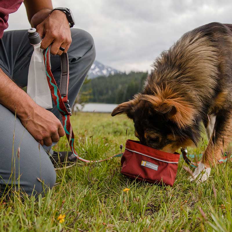 Dog drinking out of red packable dog bowl