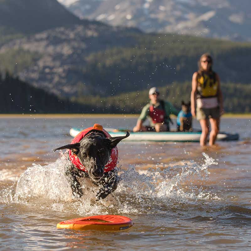 Dog chasing floating disc in a lake with people on their SUP in the background