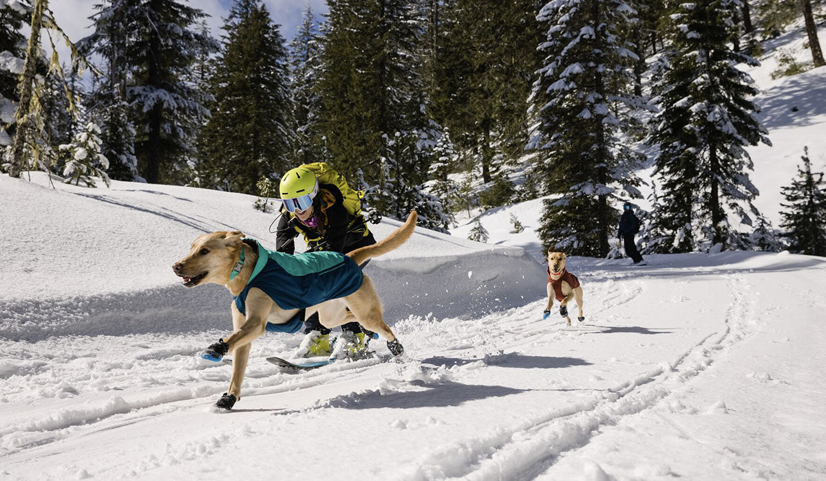 The Vert™ in Aurora Teal and Campfire Orange on a dog running in the snow.