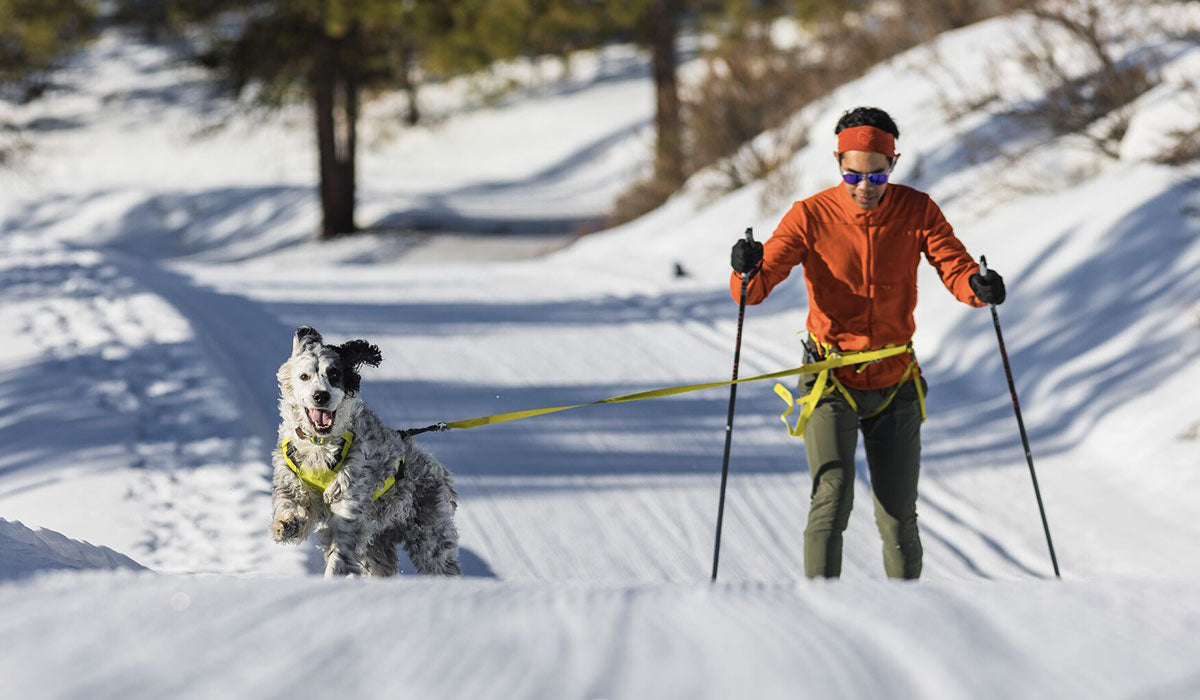 A dog is skijoring with their owner using the Omnijore™ Dog Joring System