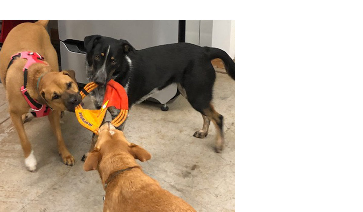 Three dogs playing tug with one pacific ring frisbee.