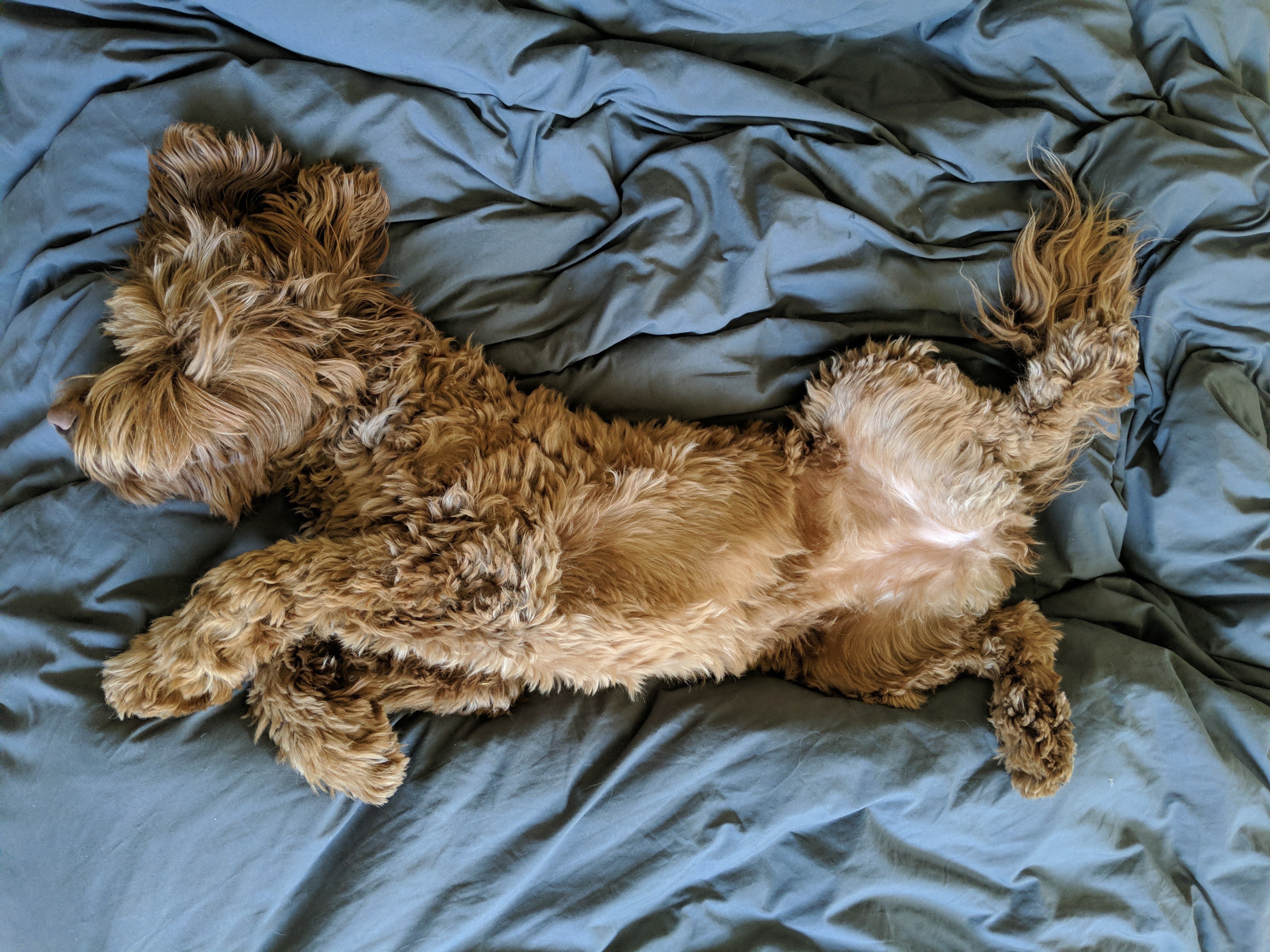 A dog, named Pebble, rests on her Ruffwear Restcycle™ Dog Bed. 