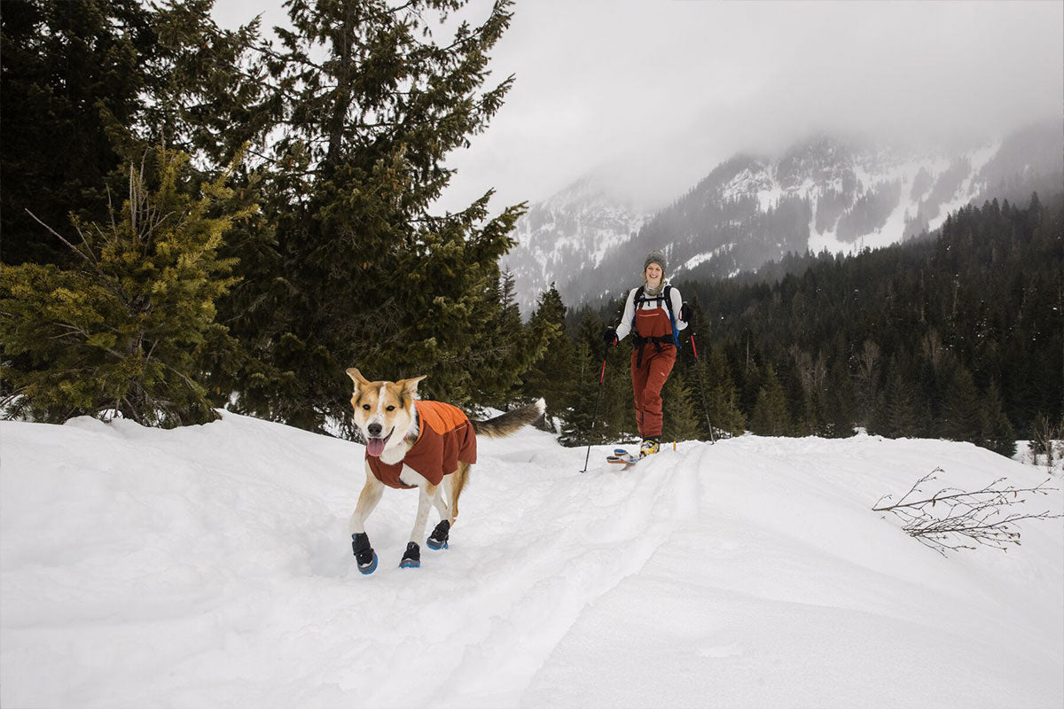 A dog wears polar trex boots in the snow, loving every moment.