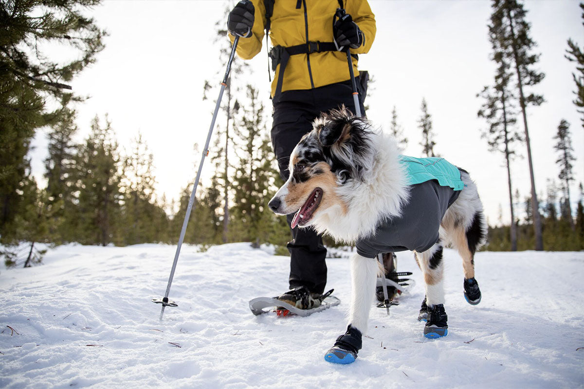 An Australian Shepherd wears the Polar Trex in the snow.