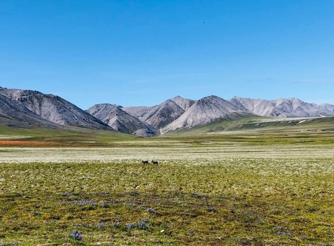 Two dogs run across field in the Coastal Plain of the Arctic National Wildlife Refuge
