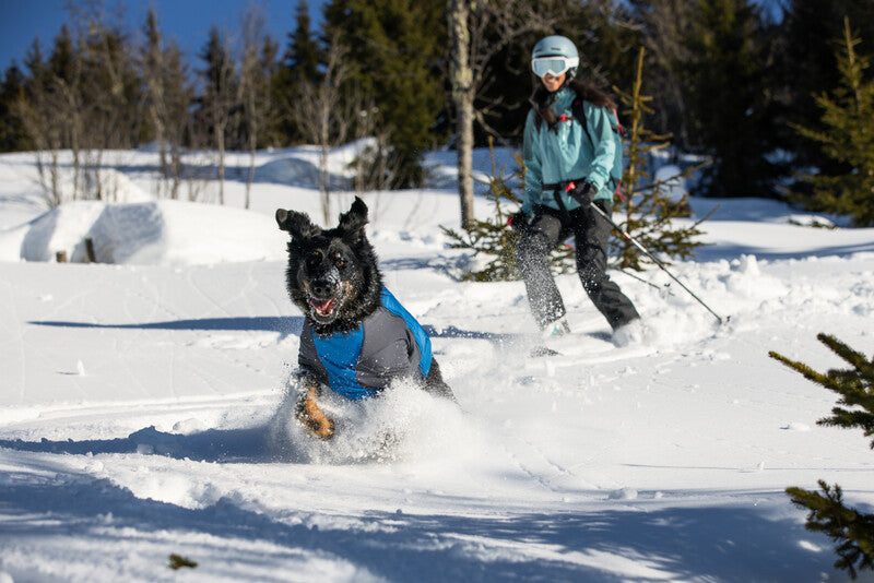 A dog wearing a Powder Hound Jacket runs in the snow, with a woman skiing behind. 