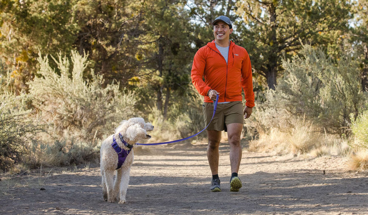 A man walks his labradoodle who is wearing a purple collar.