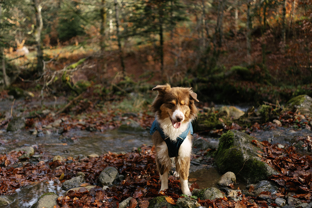 Naïa stands by a stream surrounded by fall leaves.