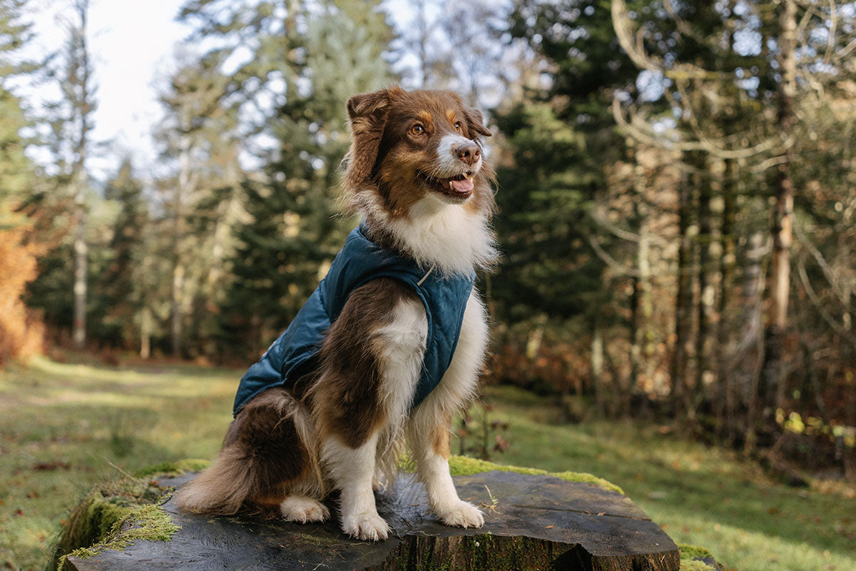 Naïa, Rose's furry, fearless 6-year-old Australian Shepherd.