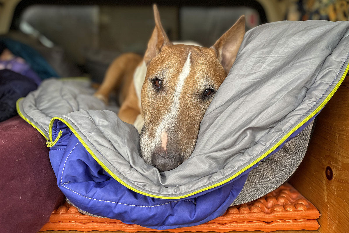 Grimlock nuzzles in his Highlands Sleeping Bag