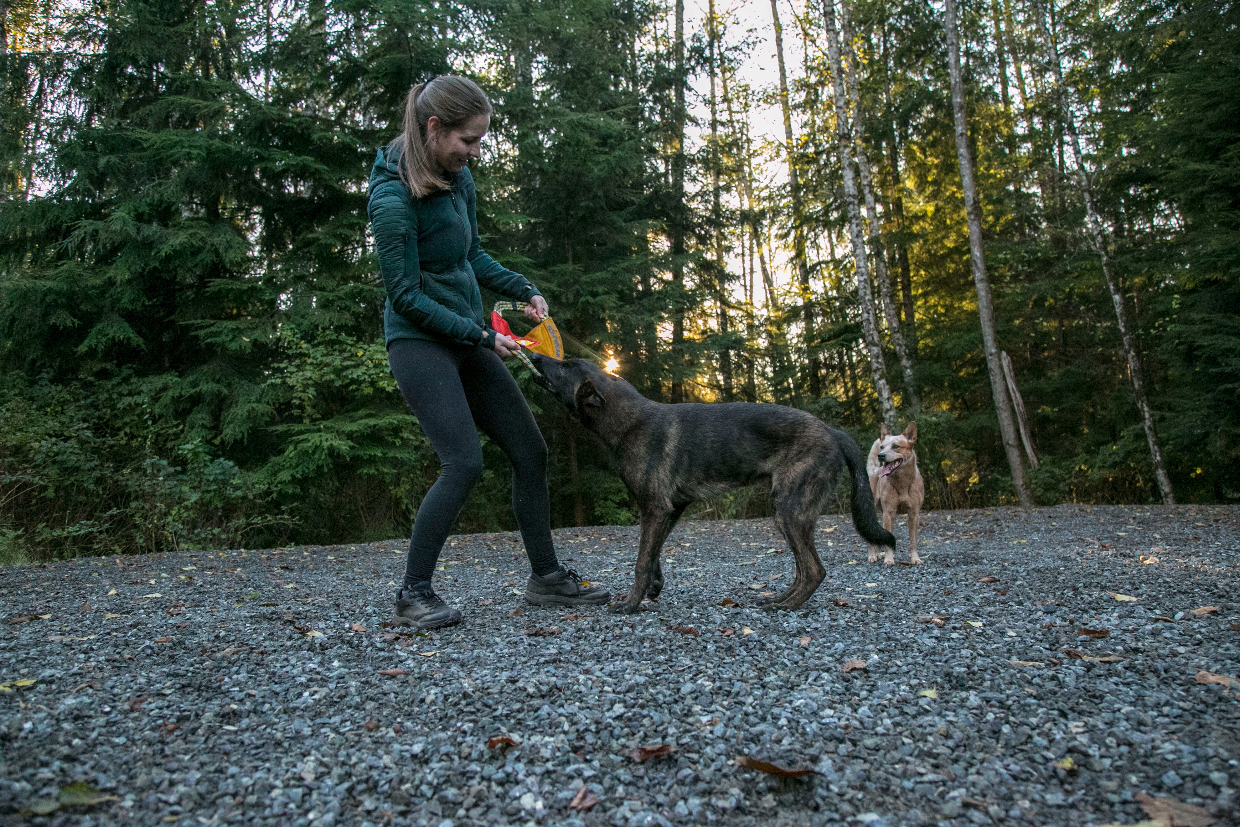 Woman and two dogs play tug with pacific ring.
