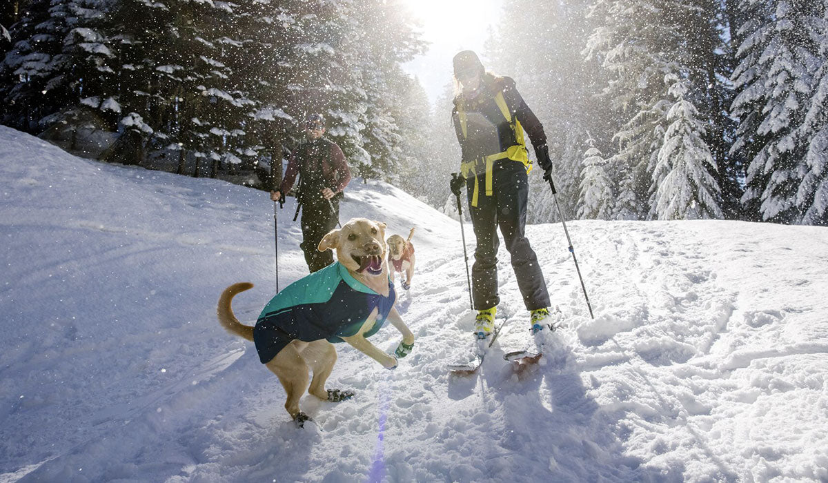 A dog, wearing the Vert Jacket and Polar Trex Boots, jumps in the snow.