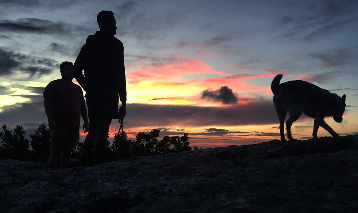 Silhouettes of humans and dogs at sunset.