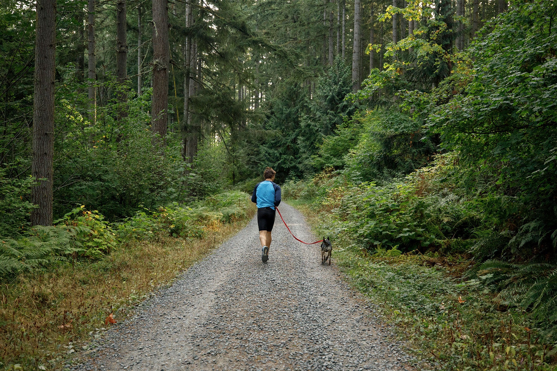 Human and dog go for a run.