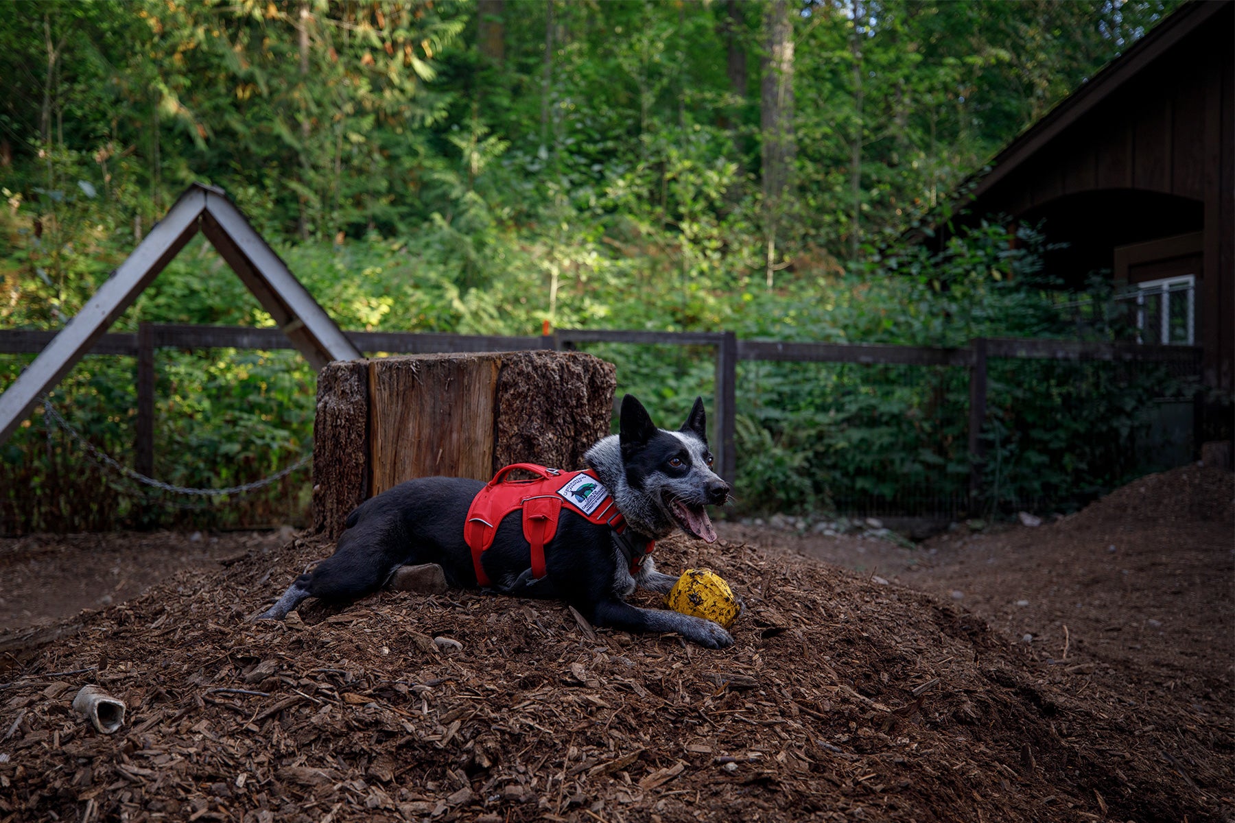 Working dog in web master harness lays in the dirt with gnawt-a-rock.
