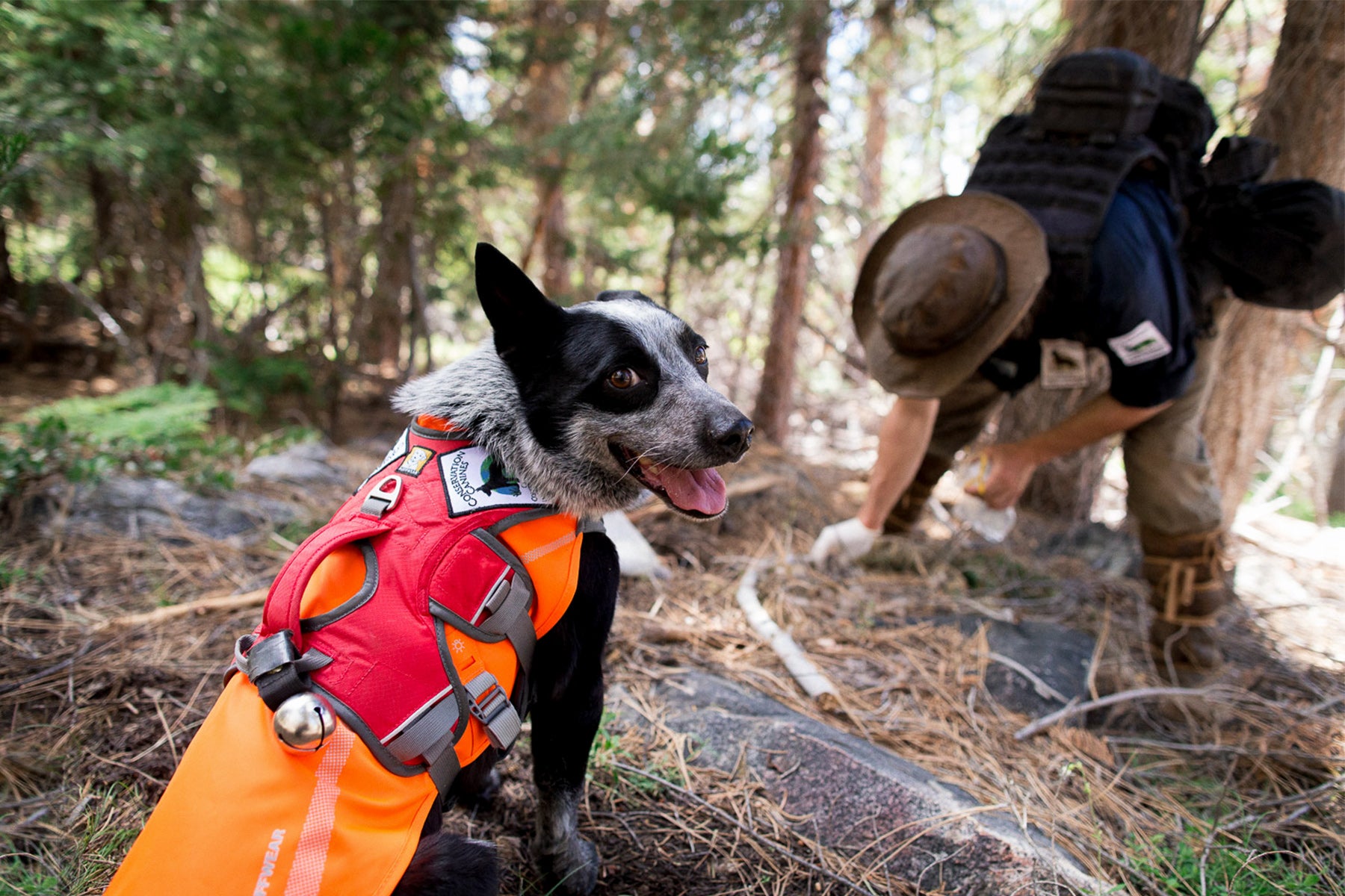 Dog in track jacket with web master harness over working.