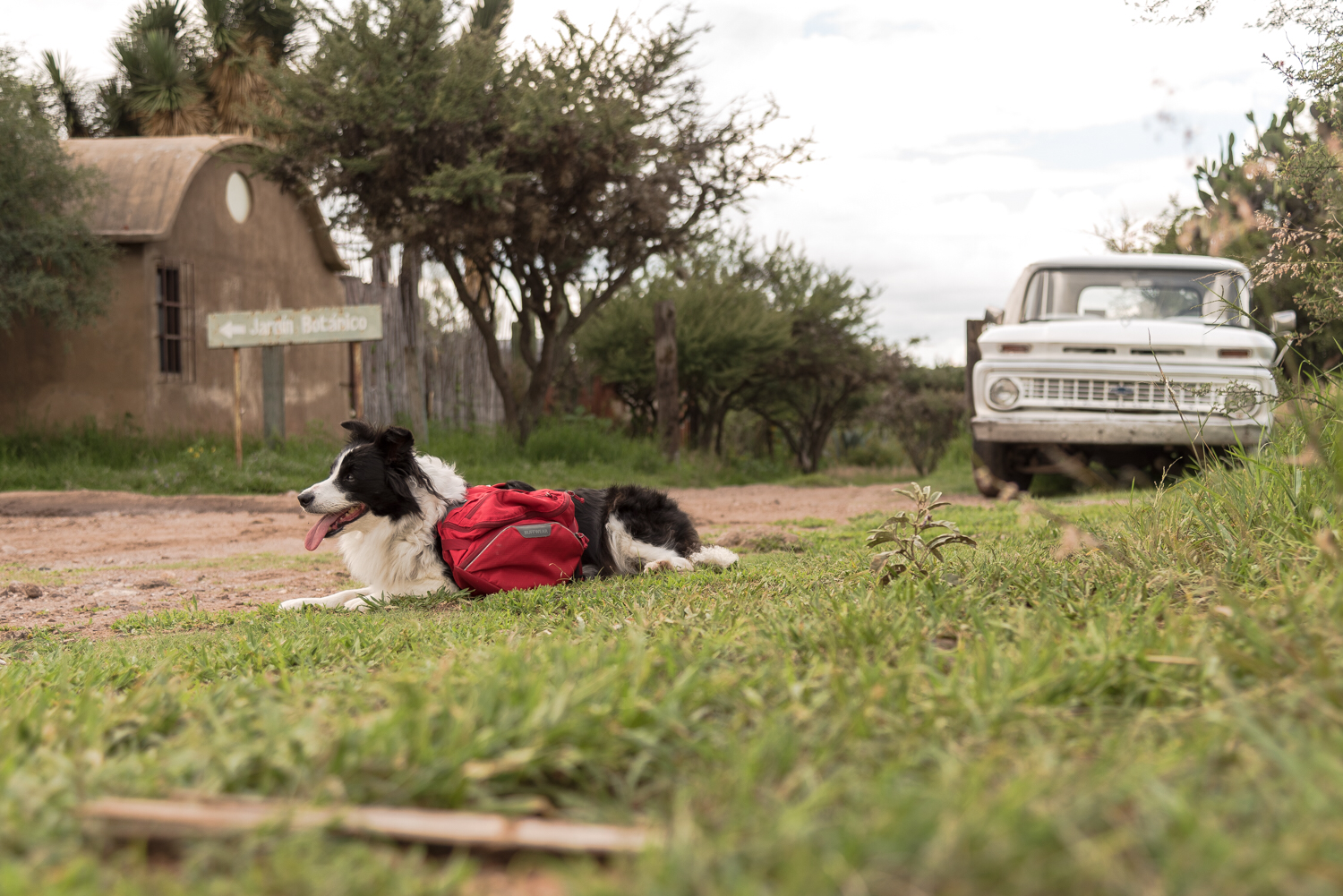A Border Collie lies down on the grass while wearing a Ruffwear dog pack. 