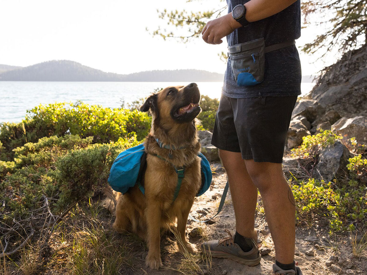 A man is giving his dog a treat. The dog is wearing a Palisades Pack. They are by a lake.