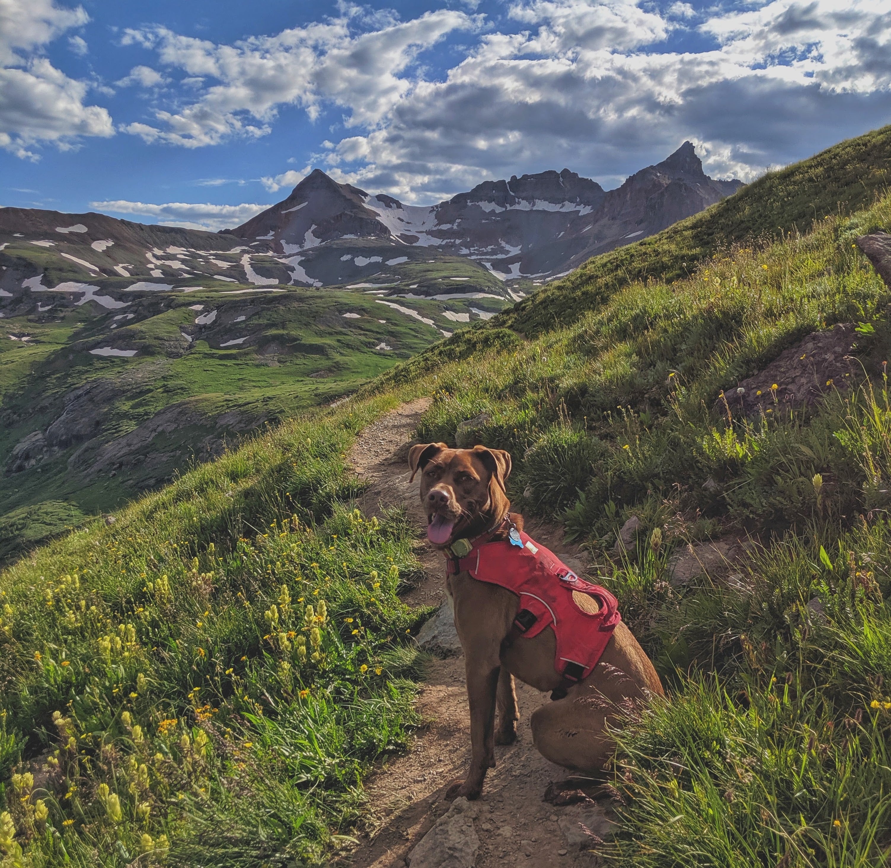 A dog sits on the trail and takes a break while on a trail run with her human companion. 