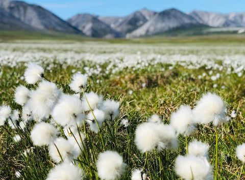 Tussock Cottongrass.