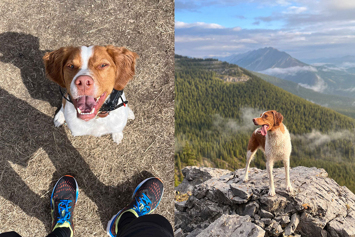 Two images of Sekani, side by side. One is Sekani looking up at the camera, the other is Sekani standing on a rock.