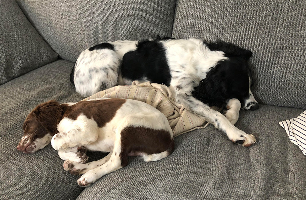 A very small Wendell snuggled up to big dog brother on the couch.