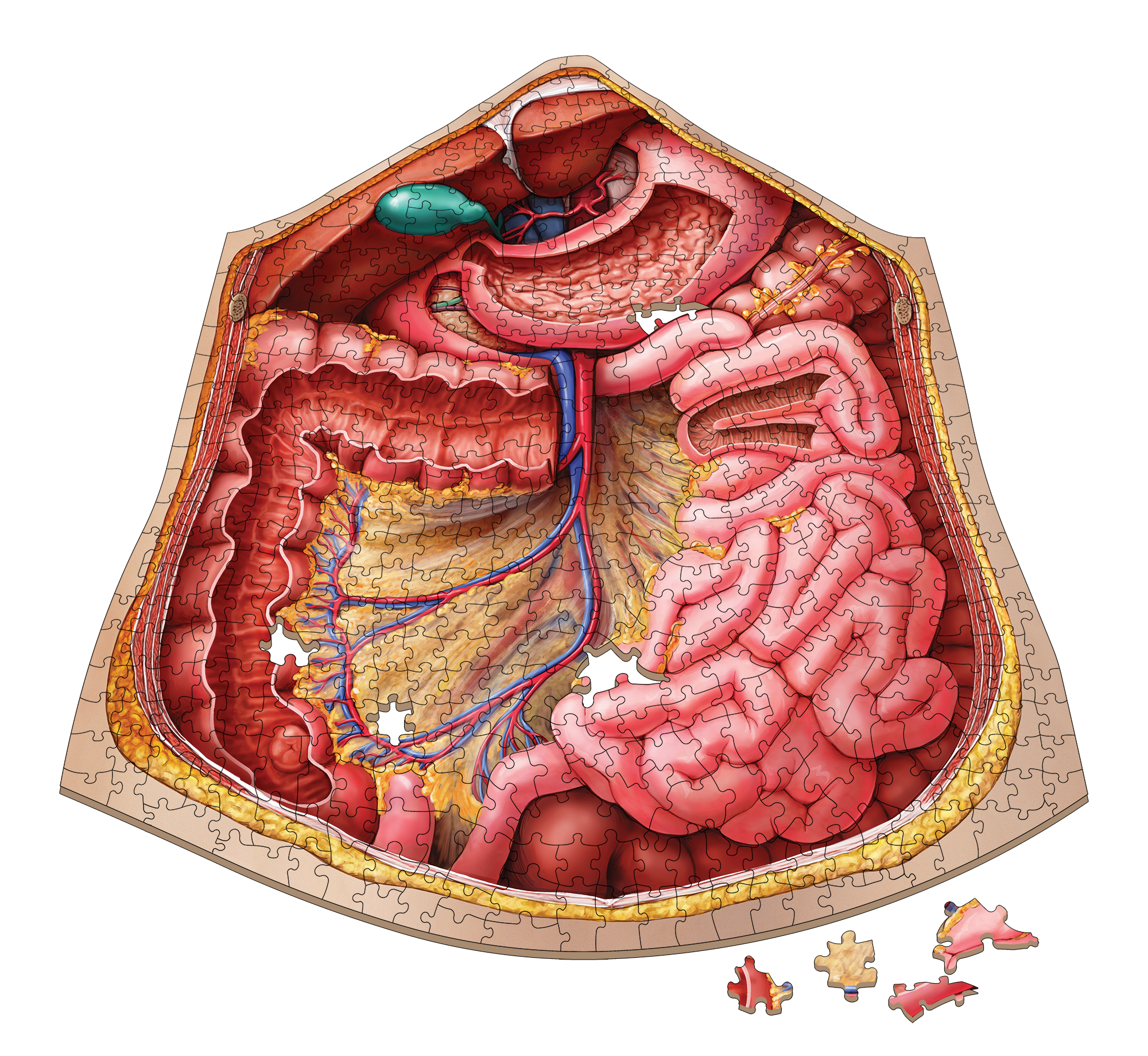 Сколько человек в животе. Анатомия. Анатомия человека внутренние органы кишечник.