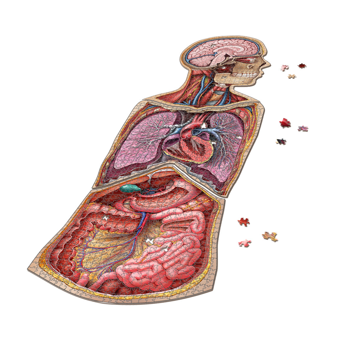 Dr Livingston Human Anatomy 500 Piece 21" Thorax Heart Education Jigsaw Puzzle 