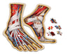 Human Feet Anatomy Jigsaw Puzzle | Dr. Livingston's Unique Shaped Science Puzzles