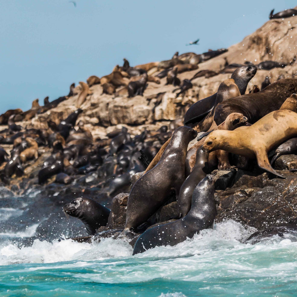 Sea lions in Palomino Island