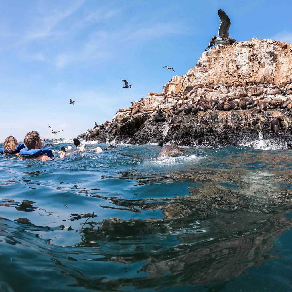 Home Swim with Sea Lions in Lima and Explore the Palomino Islands