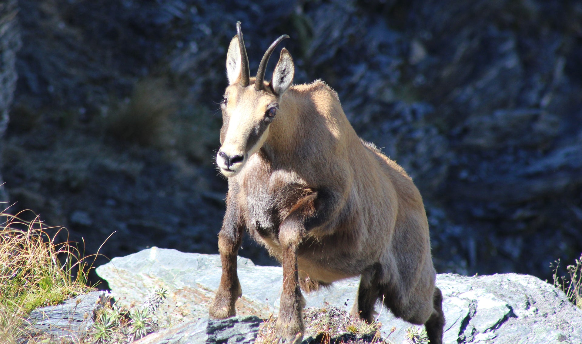 10 Quick Tips For Chasing Chamois Points South Shop