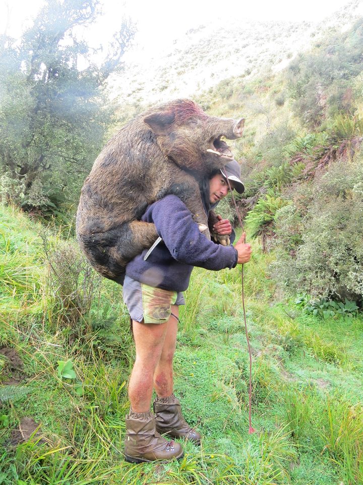 pig carry