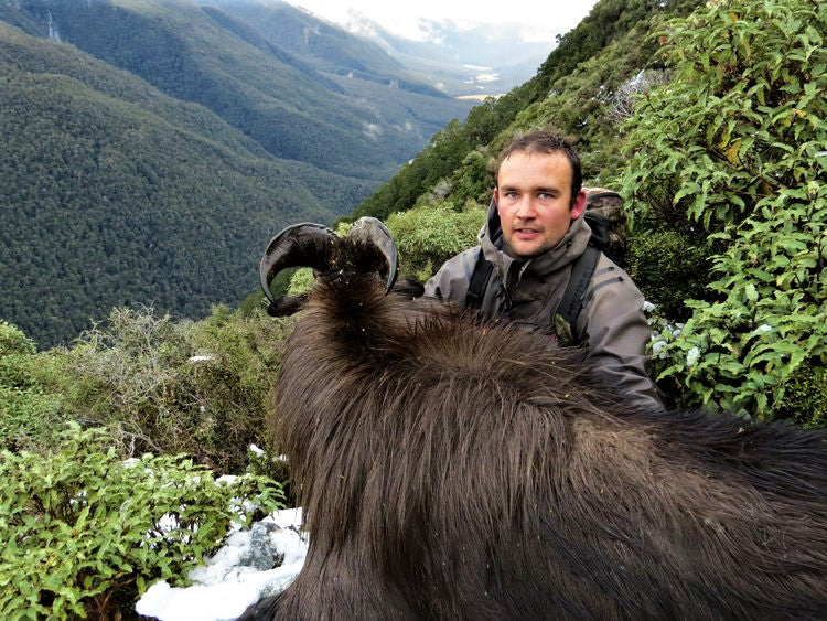 westland bull tahr new zealand