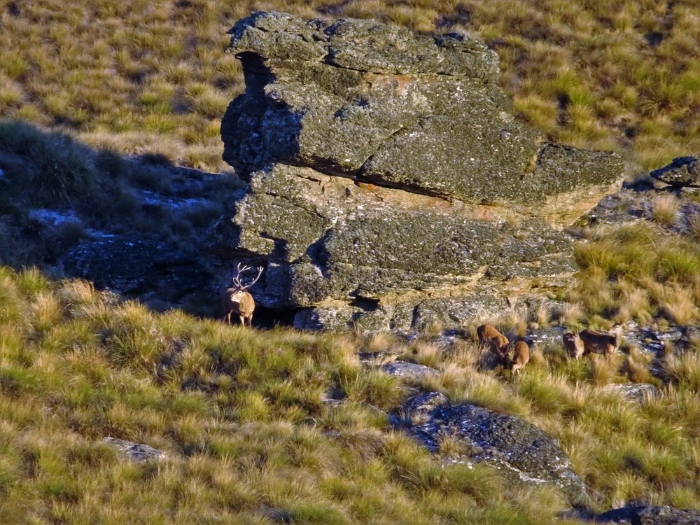 wild stag new zealand first lite