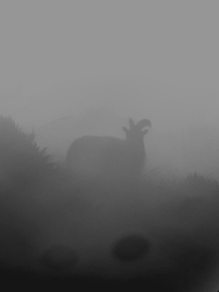 Bull tahr in the cloud