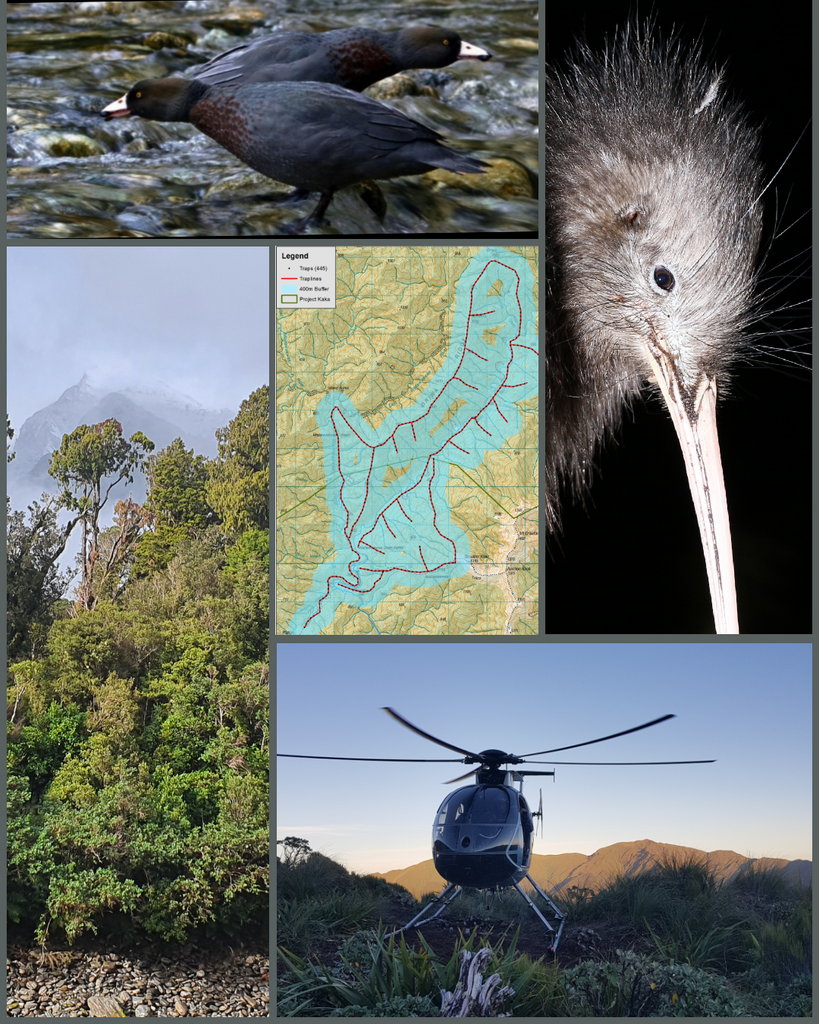 tararua trapping project