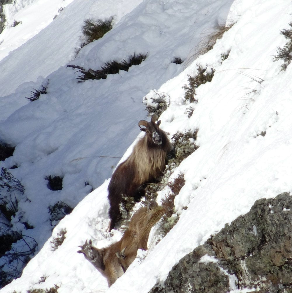 Bull tahr in the snow new zealand