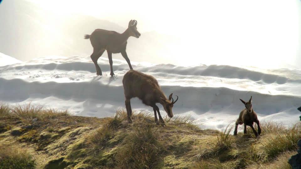 chamois family group