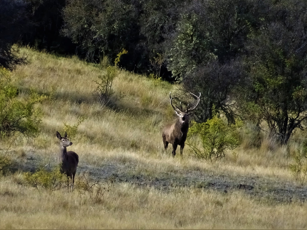 Stag roaring